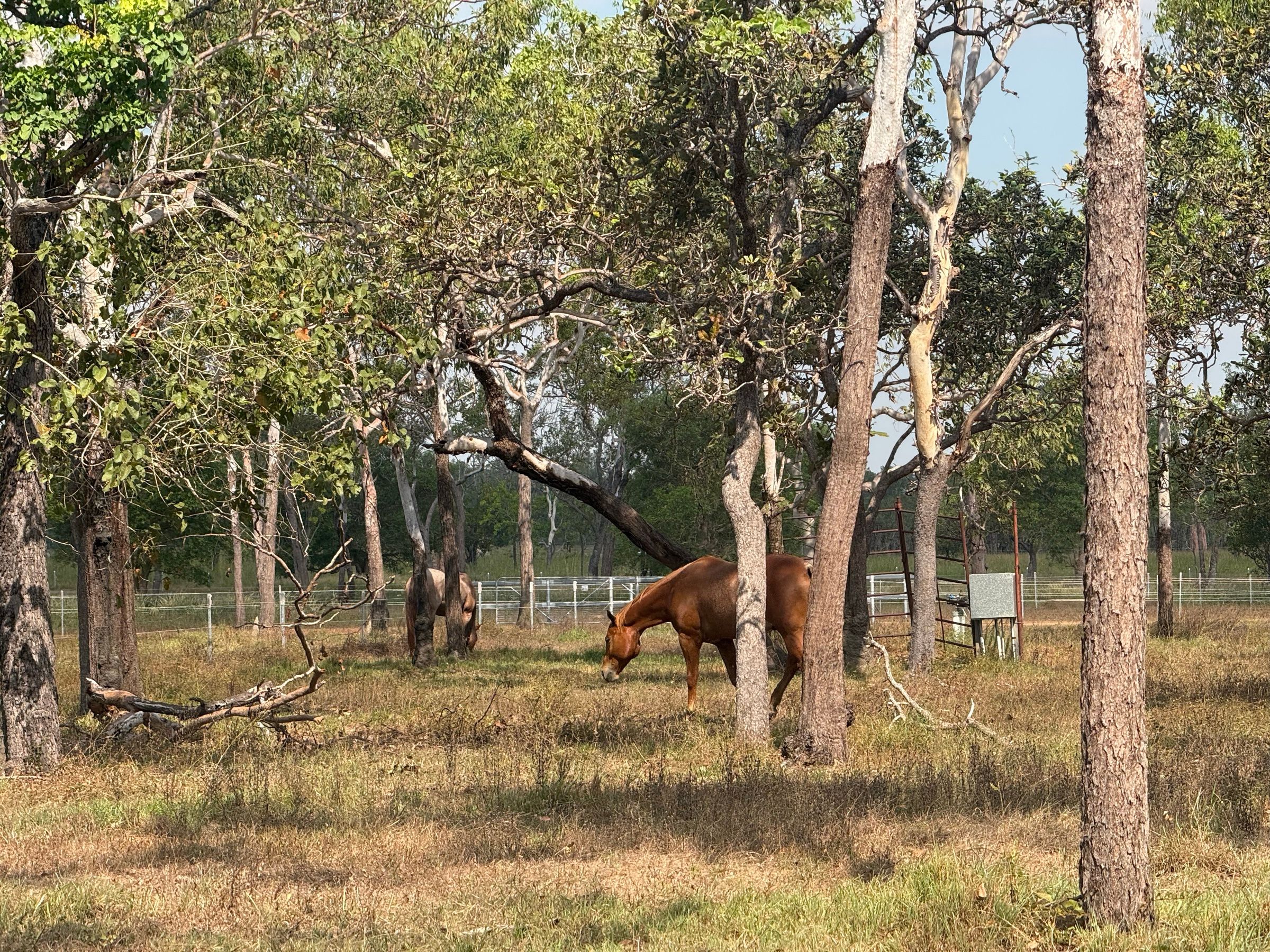 Un cavallo al pascolo nel bush di Berry Springs, vicino al luogo del ritiro